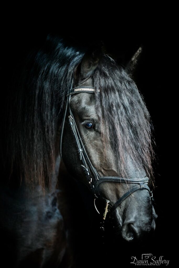 Tête d'un cheval noir avec son filet, long toupet. Photo sur fond noir.